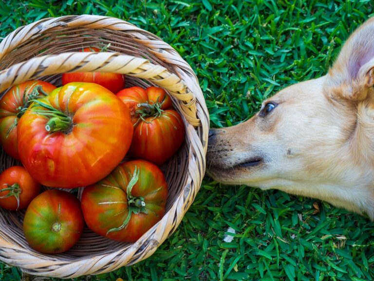 Los perros pueden comer tomate
