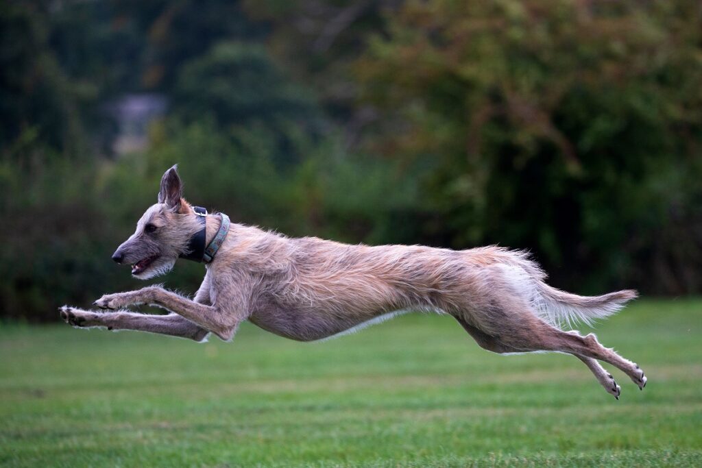 Lurcher