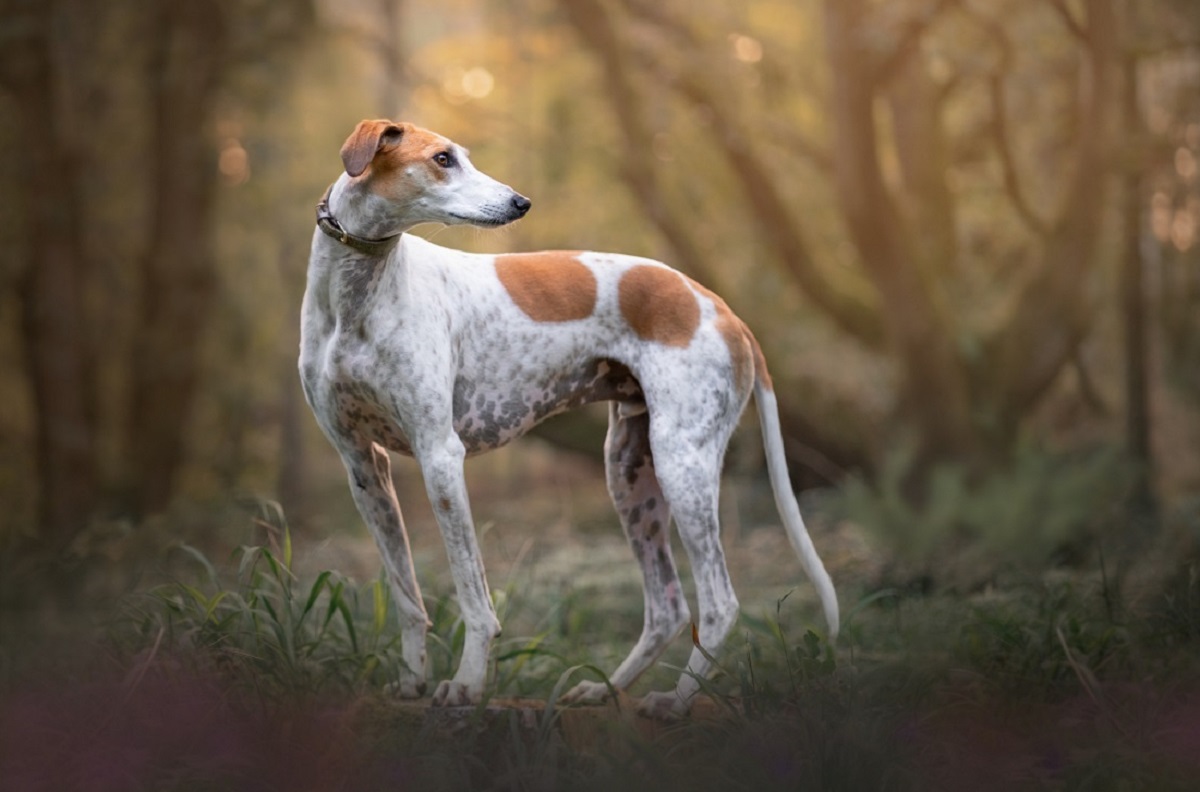 Para Que Sirven Los Lurchers