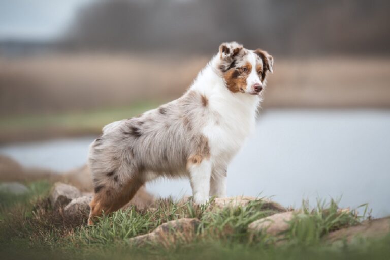 Merlé en perros