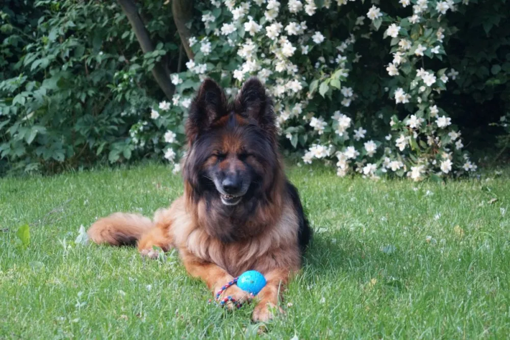 Mi perro ronca
