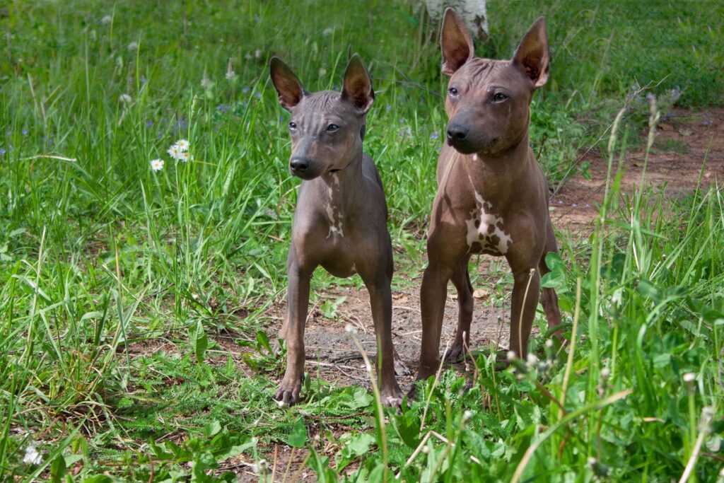 Perros sin pelo