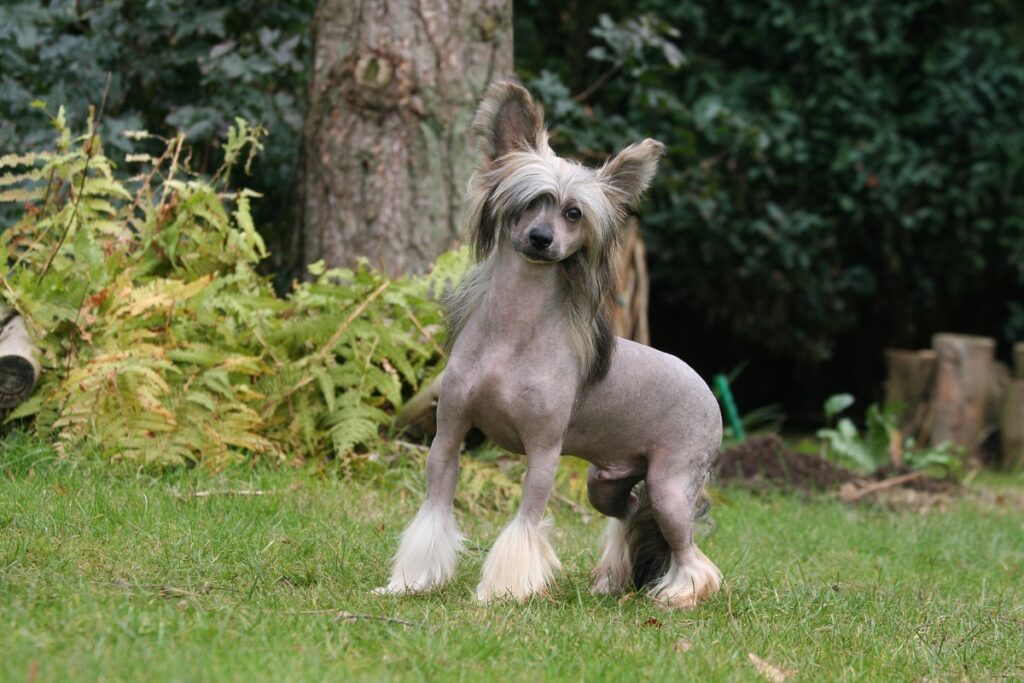 Perros sin pelo