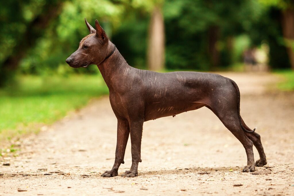 Perros sin pelo