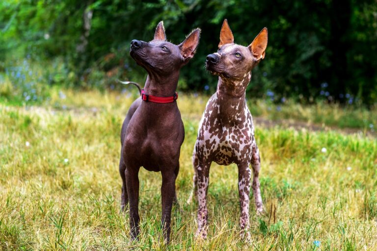 Perros sin pelo