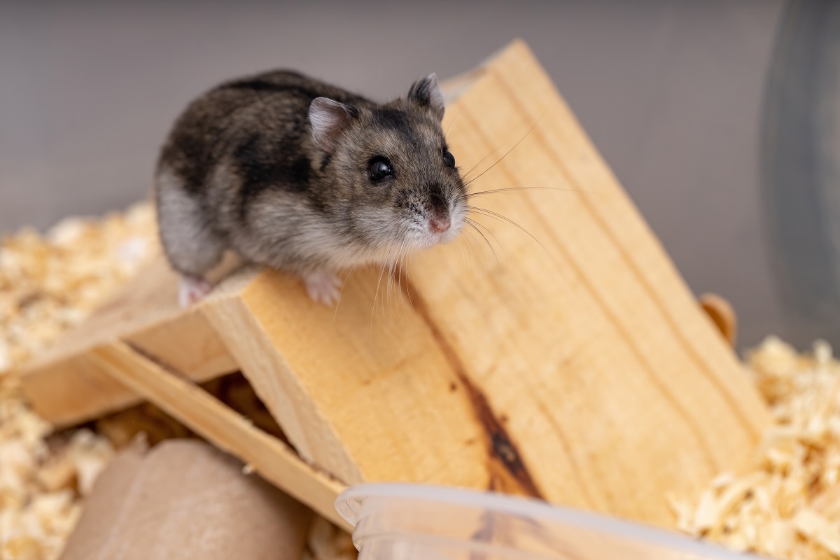 Phodopus campbelli | zooplus Magazine