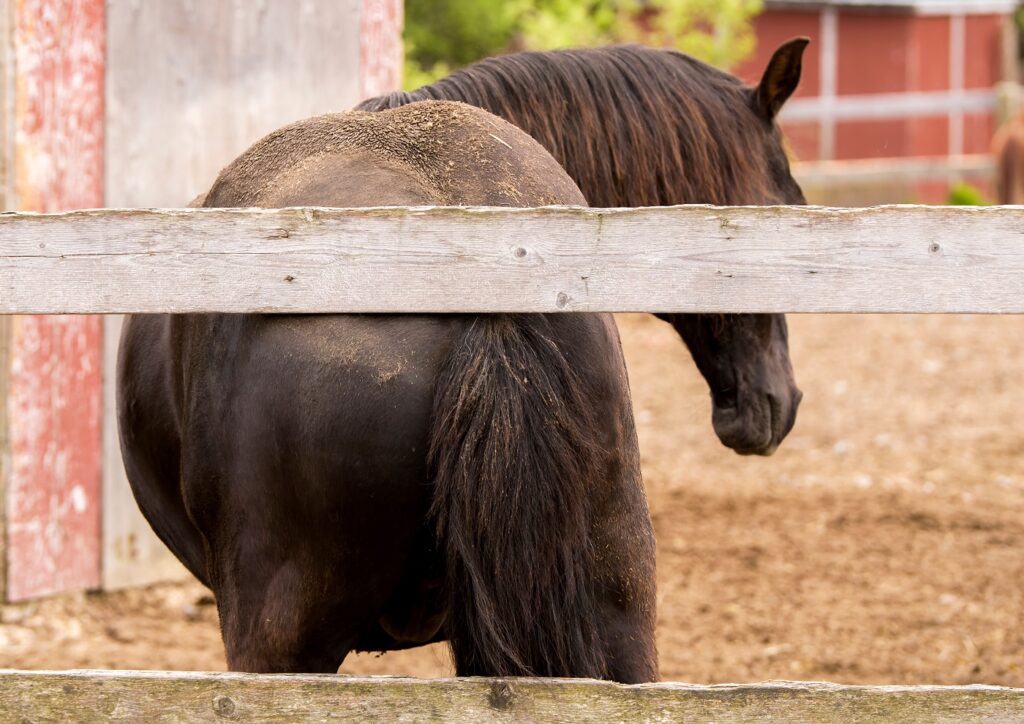 Piojos en caballos