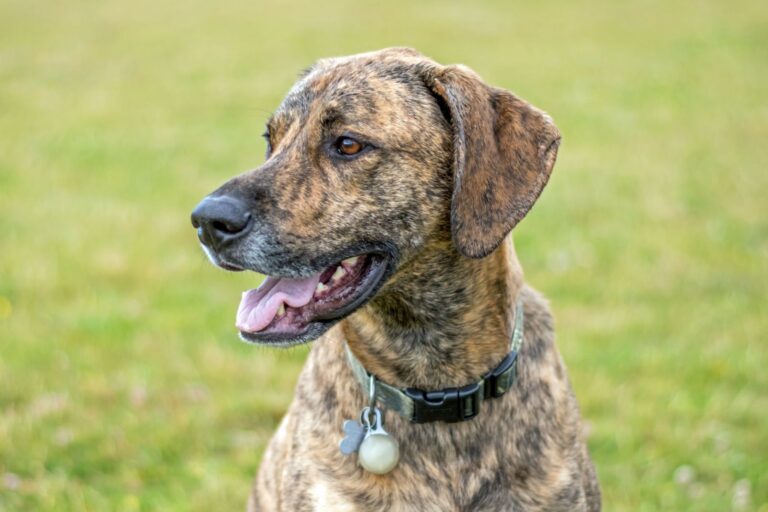 Plott hound