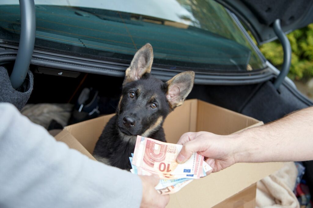 Venta ilegal de cachorros