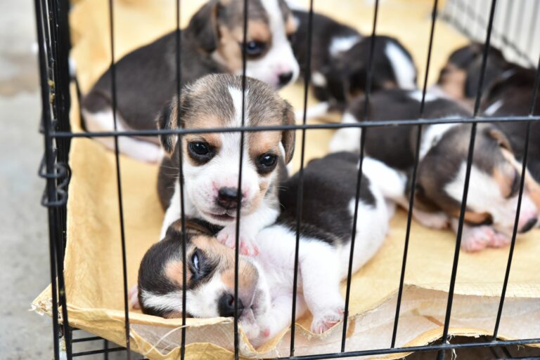 Venta ilegal de cachorros