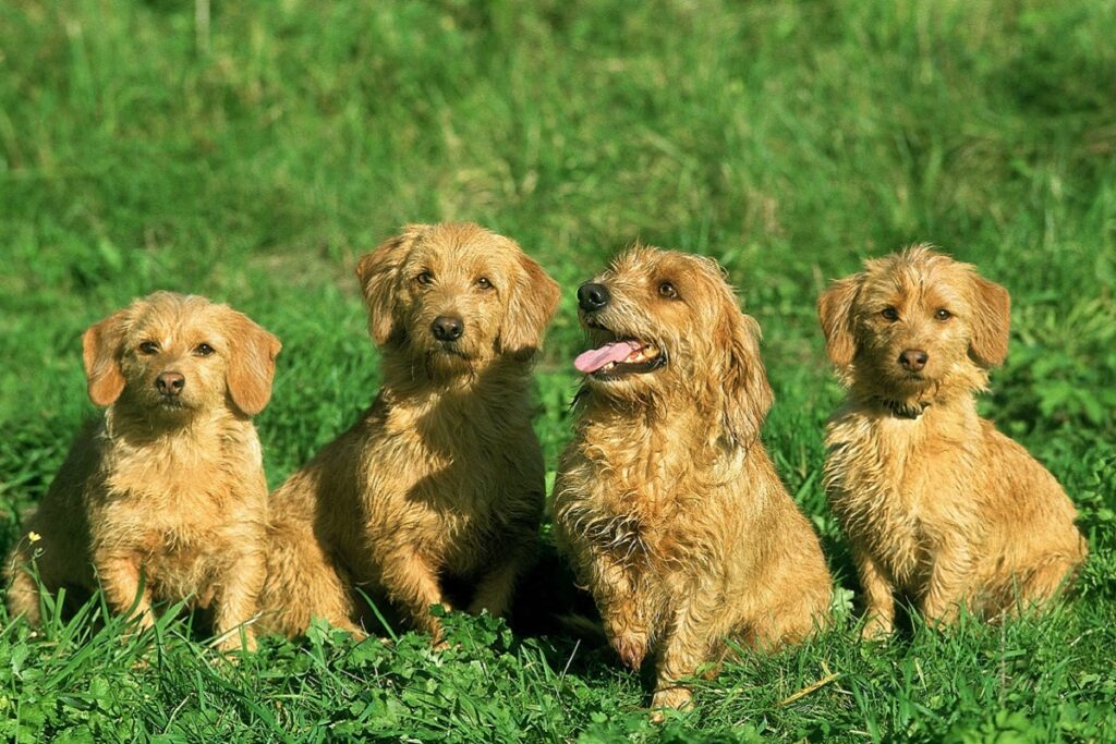 4 cachorros de Basset leonado de Bretaña sentados sobre el cesped