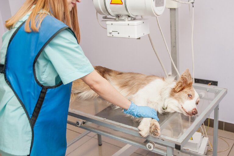 Cáncer de huesos en perros