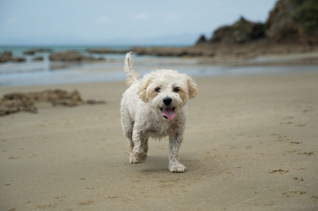 Perrito Cavachón en la playa
