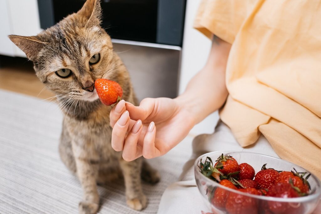 Gato oliendo fresas. ¿Los gatos pueden comer fresas?