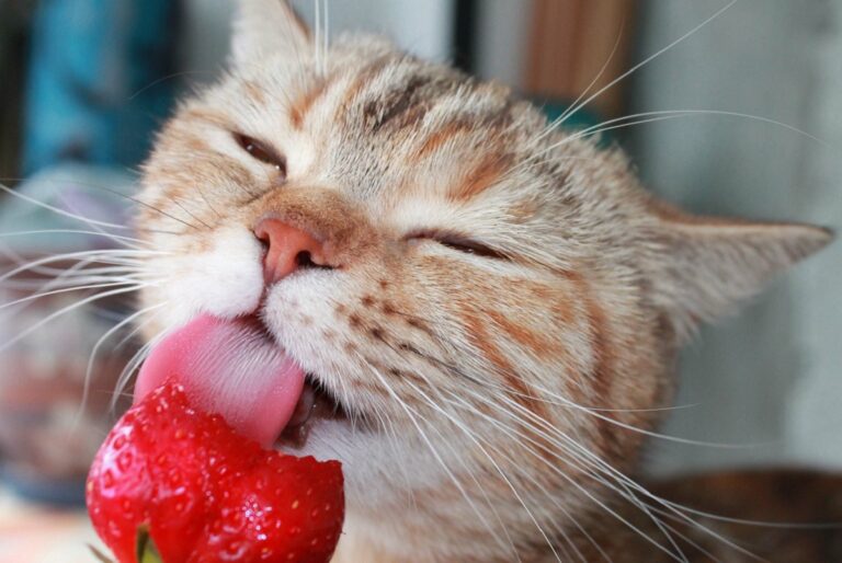 Gato lamiendo una fresa. ¿Los gatos pueden comer fresas?