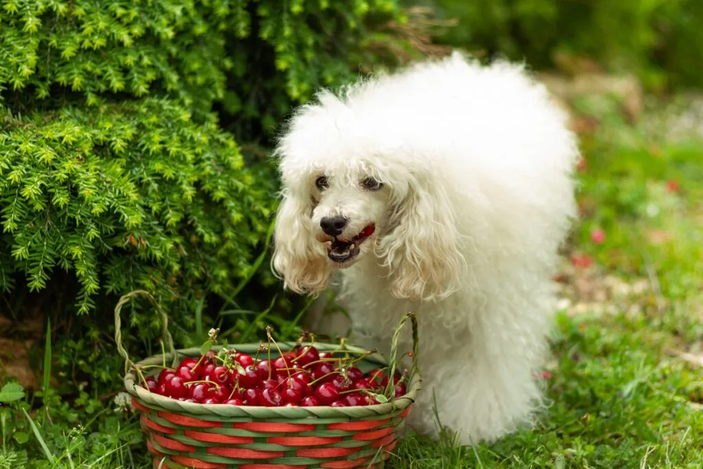 Los perros pueden comer cerezas