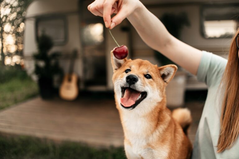 Los perros pueden comer cerezas