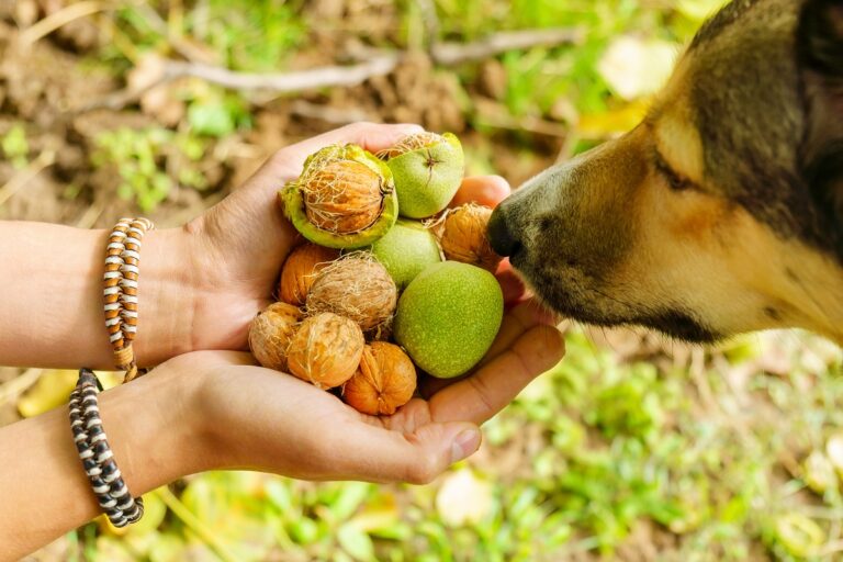 Perro oliendo las nueces de la mano de su dueño. Los perros pueden comer nueces