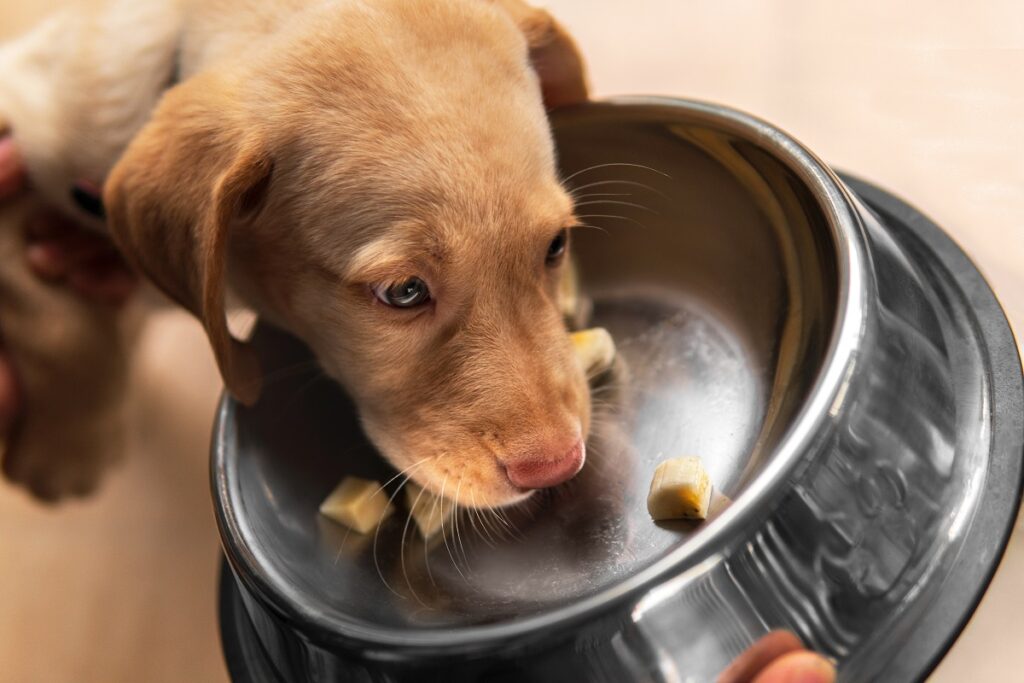 Cachorro comiendo trocitos de plátano de su comedero. Los perros pueden comer plátanos