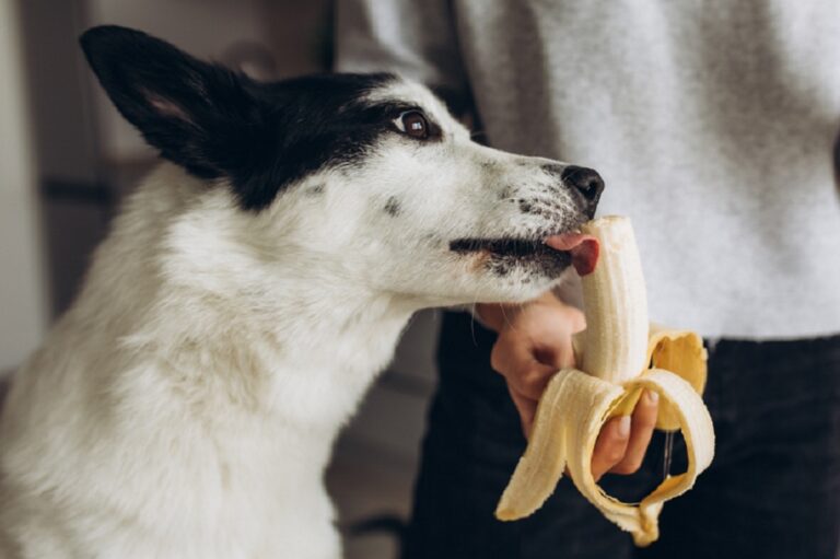 Perro adulto lamiendo la punta de un plátano de la mano de su dueño. Los perros pueden comer plátanos