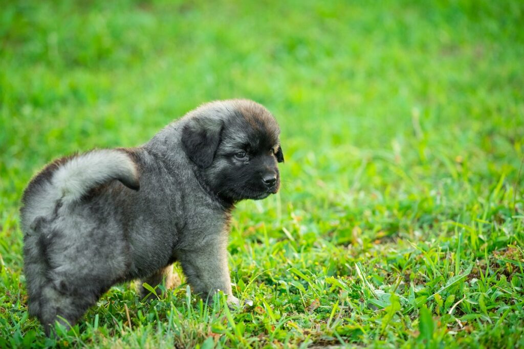 Cachorro de la raza Šarplaninac