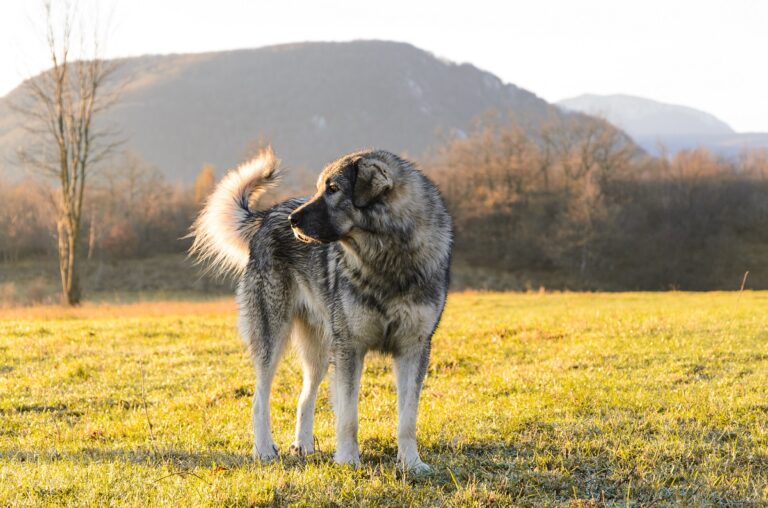 Perro Šarplaninac adulto en una pradera