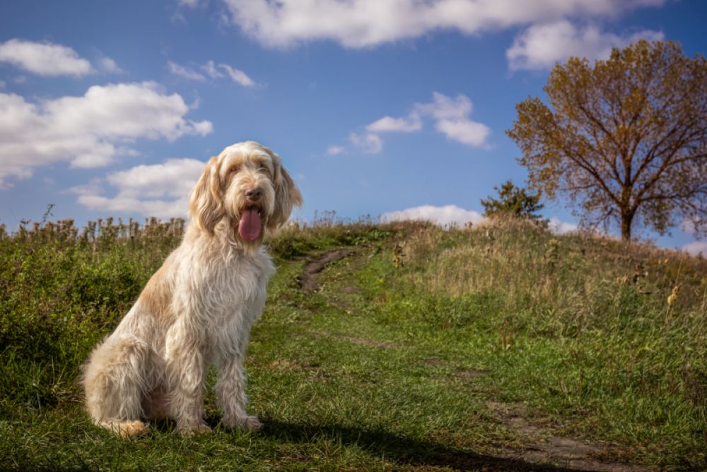 Un perro spinone italiano adulto sentado en la hierba