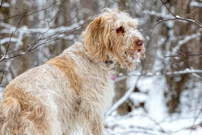 Un spinone italiano en una tormenta de nieve