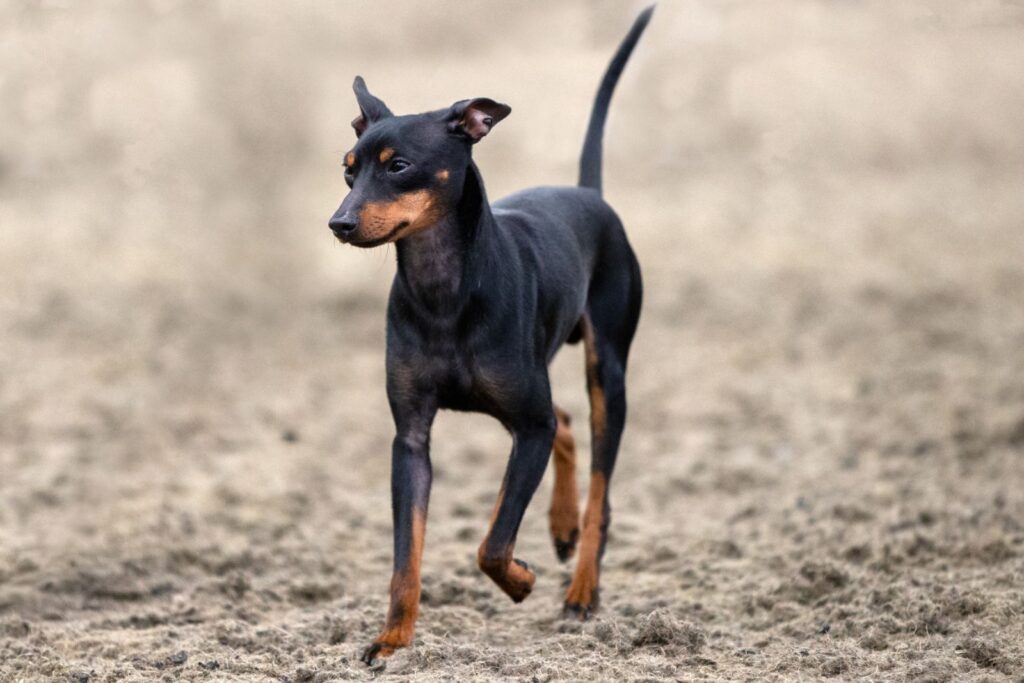 Terrier inglés miniatura
