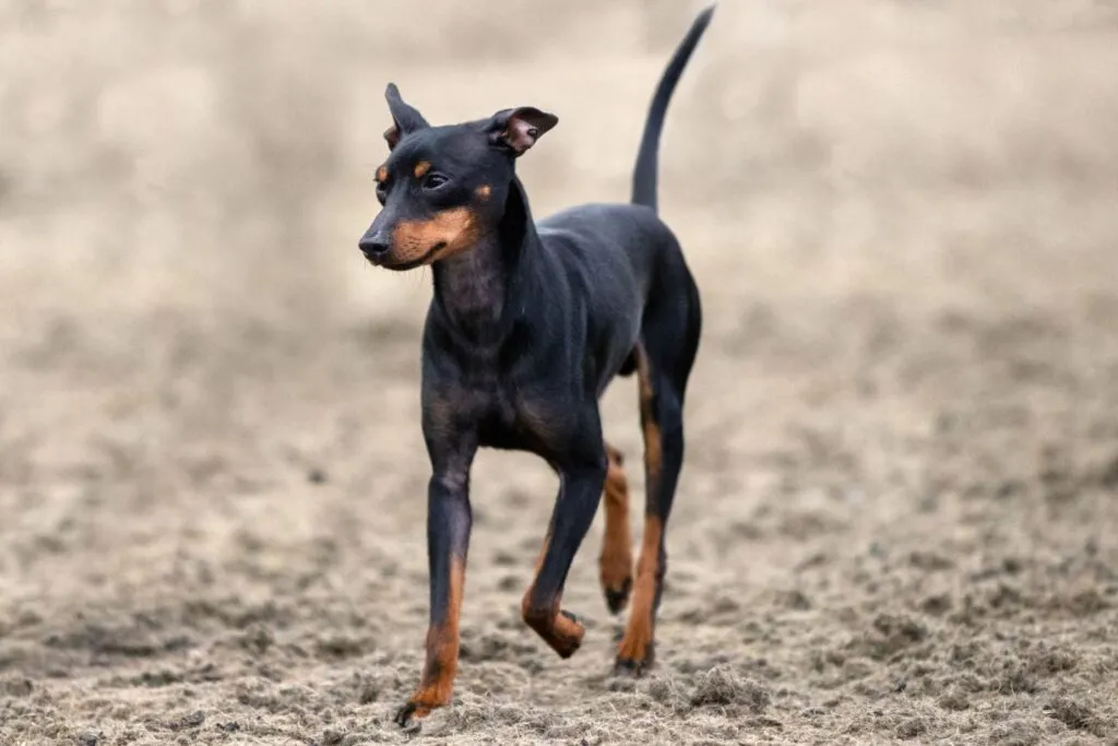 Terrier inglés miniatura