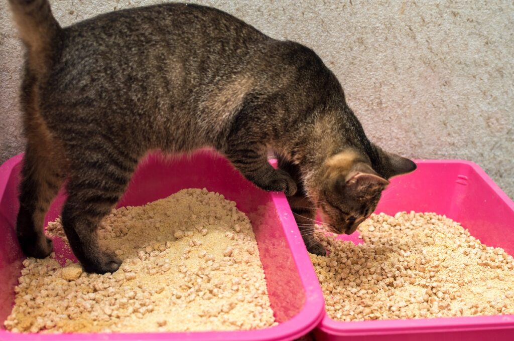 Gato entrando en arenero con arena vegetal para gatos