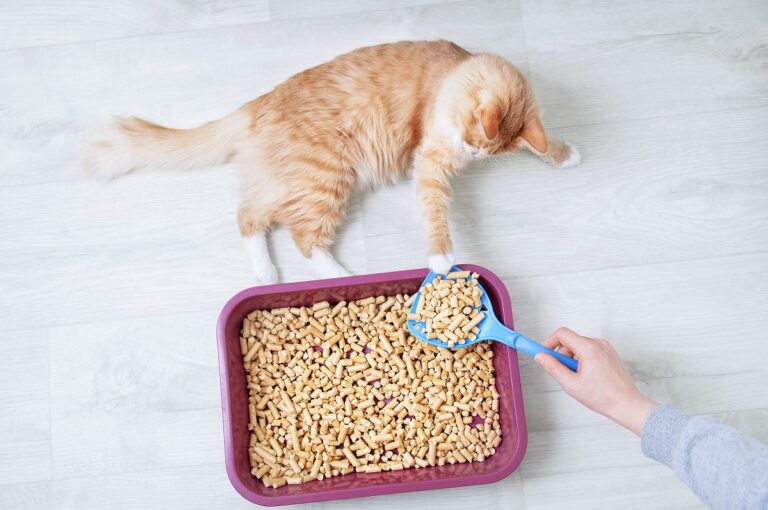 Gato jugando con arenga vegetal para gatos