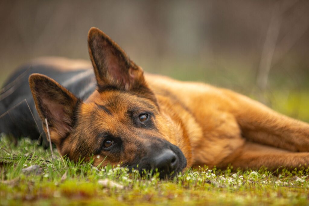 Insuficiencia pancreática en perros