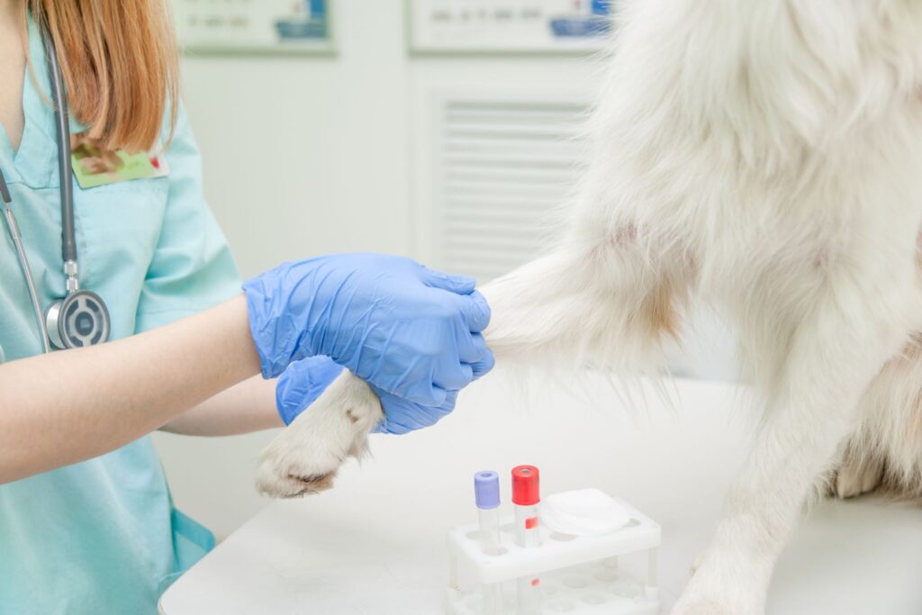 Insuficiencia pancreática en perros