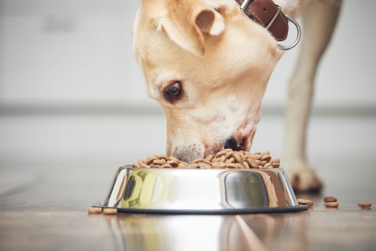 Insuficiencia pancreática en perros