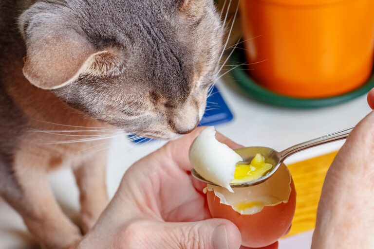 Los gatos pueden comer huevos