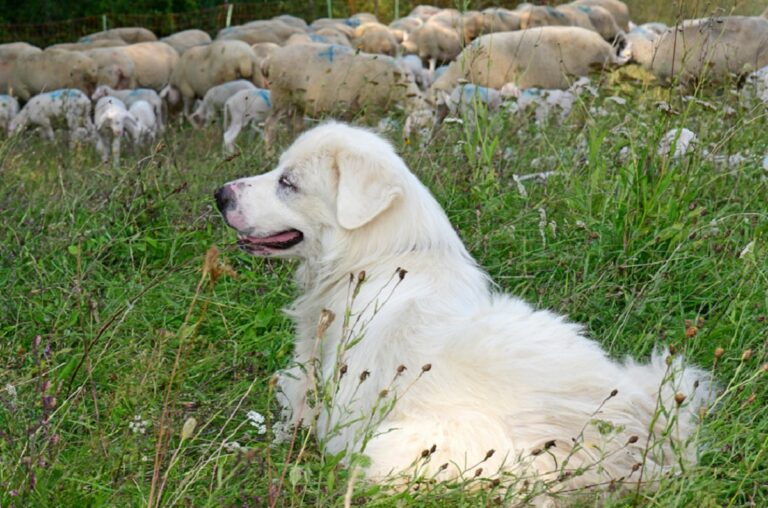 Perros guardianes del ganado