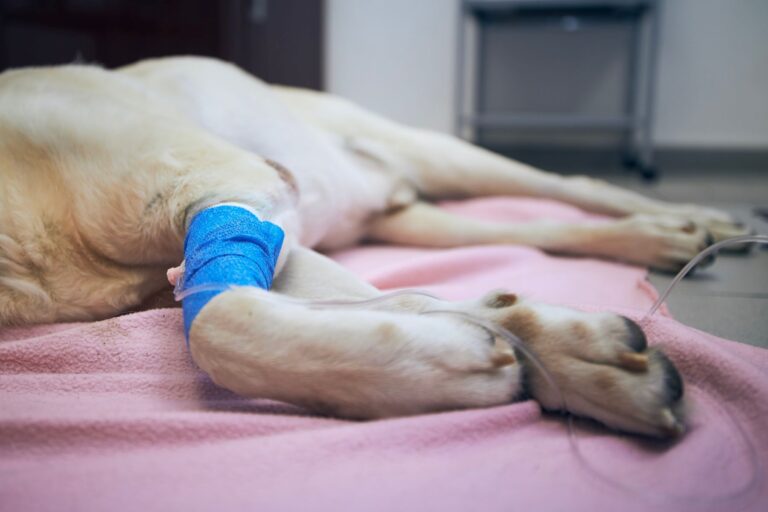 Quimioterapia en perros