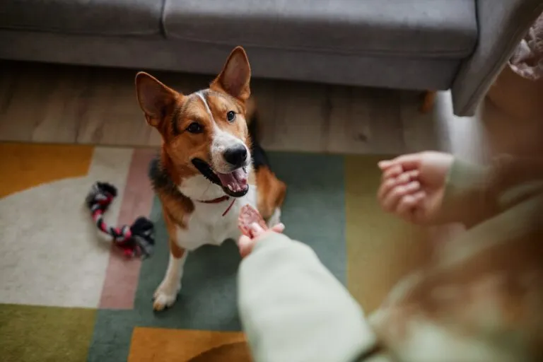 Juegos de inteligencia para perros