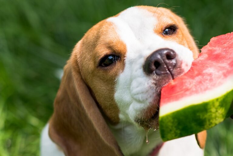 batido para perros