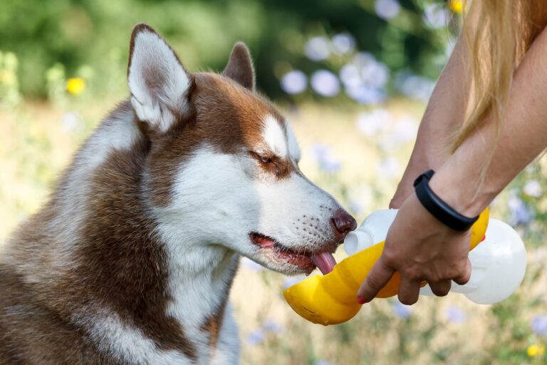 batidos para perros