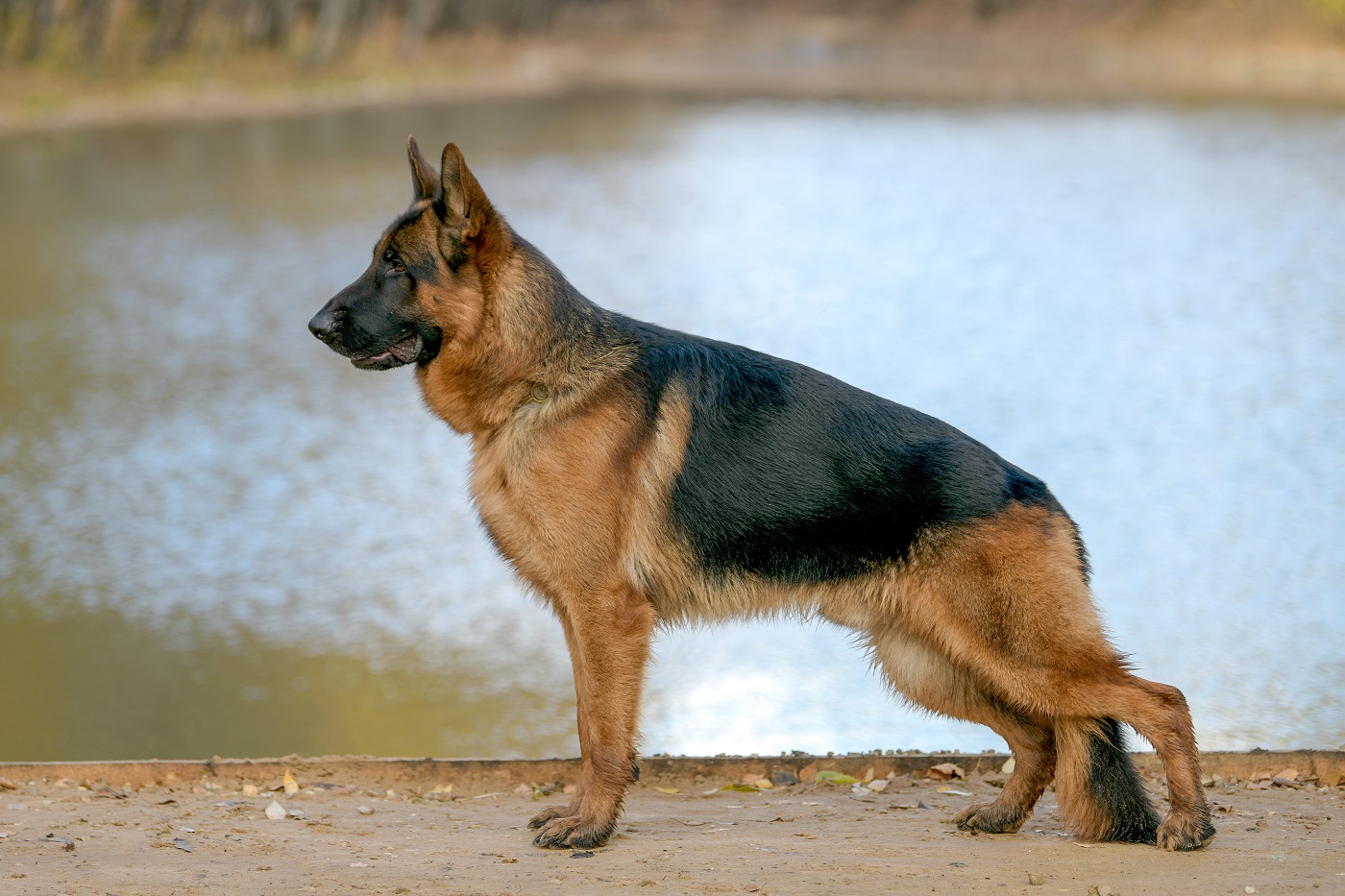 cria selectiva en perros