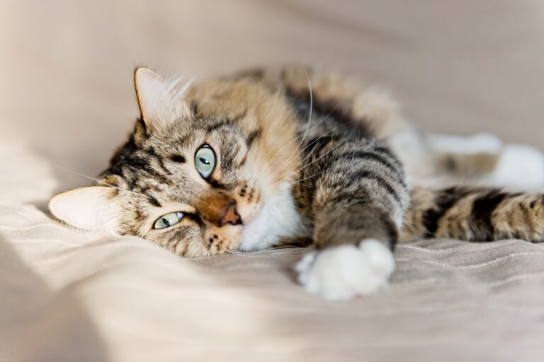 día internacional del gato