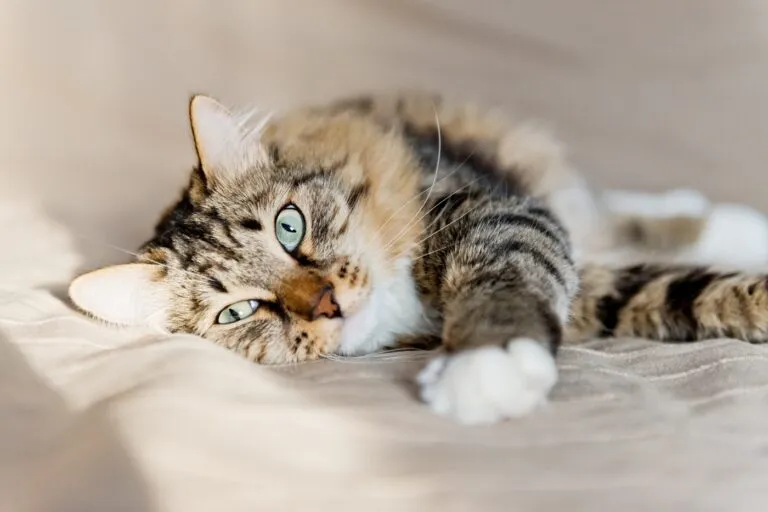 día internacional del gato