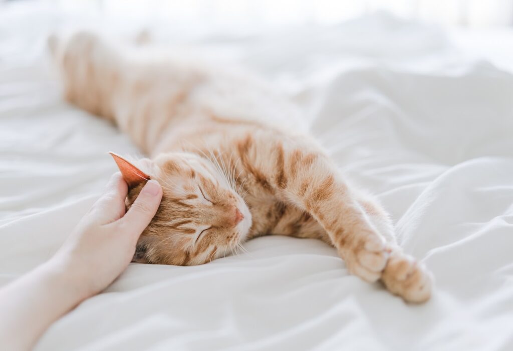 gato feliz