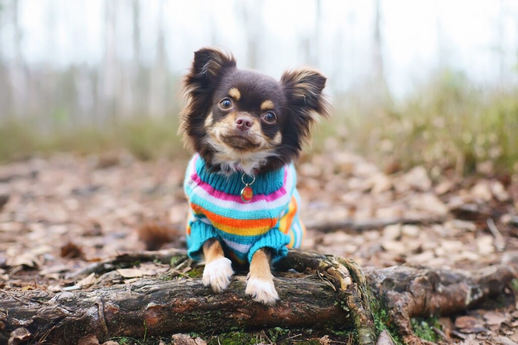jersey para perros