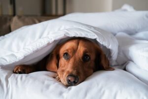 ¿Los perros pasan frío? 