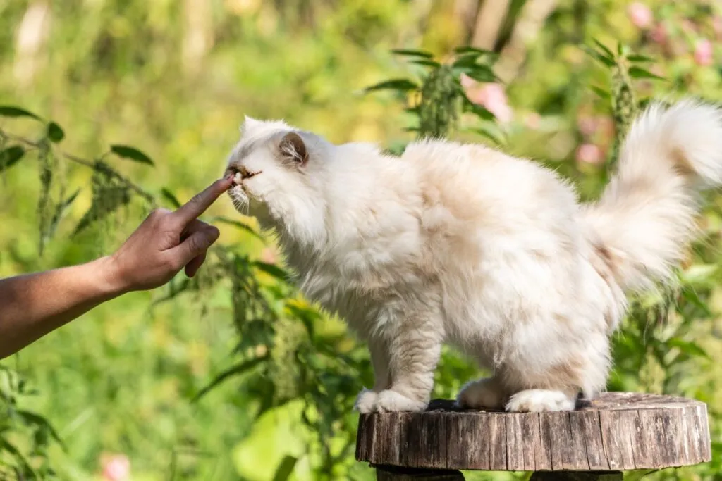 razas de gatos
