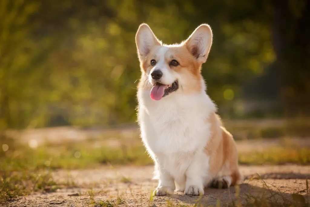 razas de perro