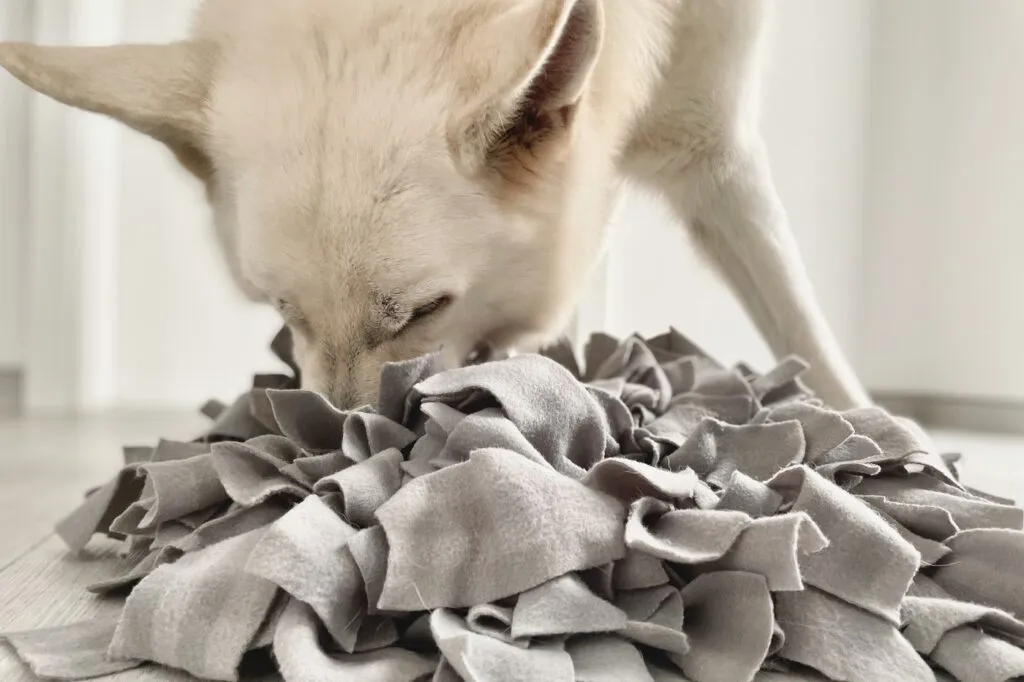 Alfombra olfativa para perros
